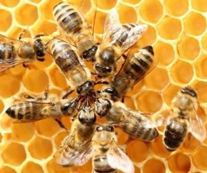 人工智能、物联网和大数据如何拯救蜜蜂
